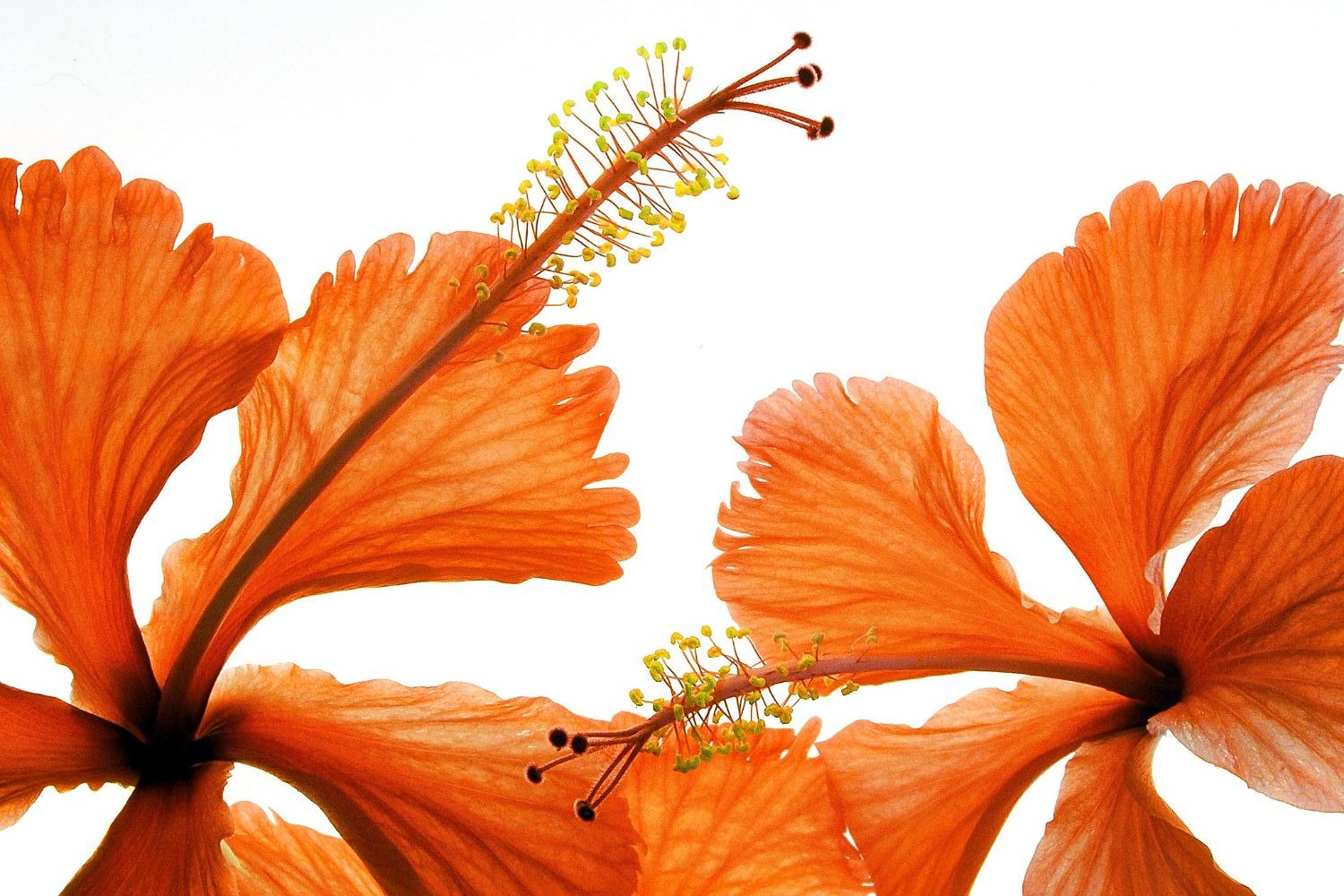 Hibiscus naranja en composición editorial Gezellig